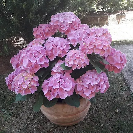 Manuela شقة بولا