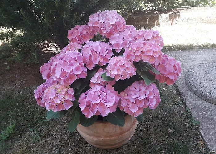 Manuela Apartman Pula