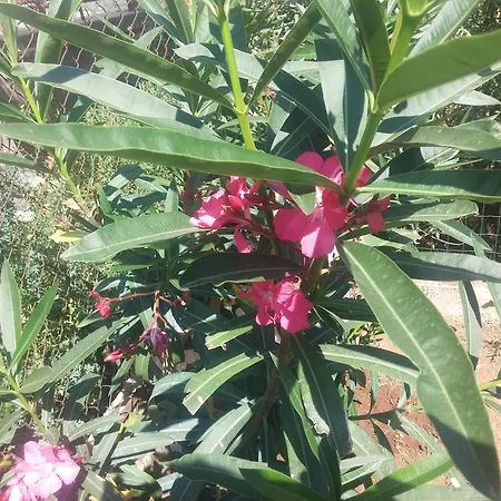 Manuela * بولا
